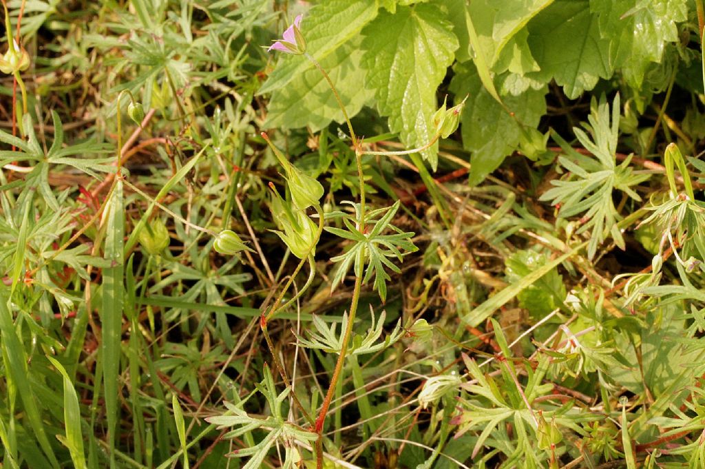 Geranium columbinum / Geranio colombino